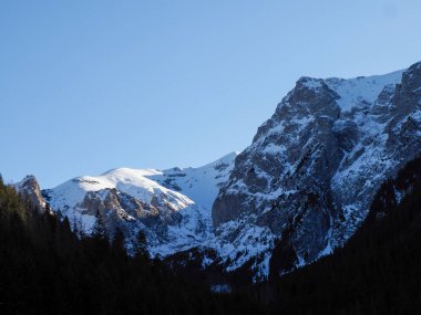 Karlı dağ zirveleri kışın öğleden sonra karanlık çam ormanlarının üzerinde yükseliyor.