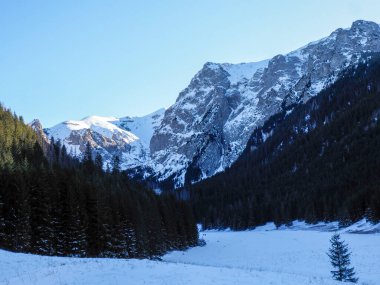 Görkemli karlı dağ zirveleri açık mavi gökyüzünün altındaki karanlık ve yeşil ormanın üzerinde yükseliyor.