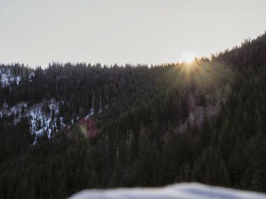 Güneş ışınları, karlı bir dağ sırtındaki karanlık bir çam ormanının tepesinden kırılıyor..