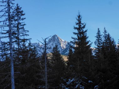 Yüksek kayalık dağ zirvesi kışın öğleden sonra yoğun çam ormanının üzerinde görkemli bir şekilde yükselir..