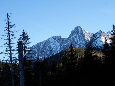 Görkemli karlı dağ zirveleri açık mavi kış gökyüzünün altında karanlık bir çam ormanının üzerinde yükseliyor..
