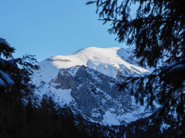 Görkemli karla kaplı dağ zirvesi açık mavi gökyüzünün altında koyu yeşil dallarla çerçevelenmiş.
