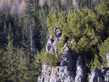 Engebeli gri bir uçurum yüzüne yakın, sık bir ormanlık arka planda yarıklardan büyüyen yeşil çalılar var.