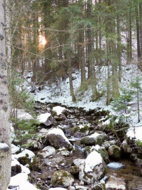 Dağ deresi ve günbatımı olan güzel kış ormanı manzarası uzun ağaçlar arasında.