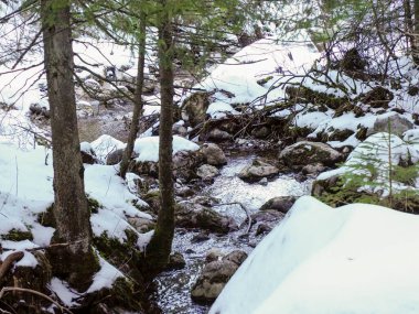 Uzun ağaçlar ve yosunlu taşlarla karlı bir kış manzarasında akan orman deresi.