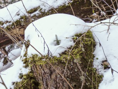 Kış karının altında yosun kaplı bir kütükten büyüyen küçük bir çam ağacının detayları