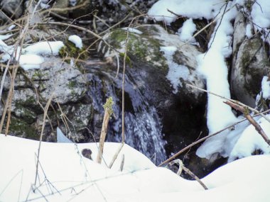 Dağdaki şelalenin yosunlu kayalıklar ve taze beyaz karlar arasında çağlayanı kapatın.