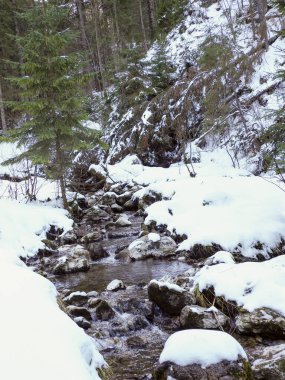 Dağ deresinin manzaralı kış manzarası Evergreen ormanındaki buzlu kayaların üzerinde çağlıyor.