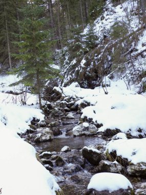 Karlı kıyılar ve yüksek çam ağaçları arasında kıvrılan bir orman nehrinin dikey görüntüsü