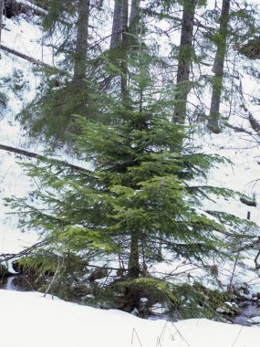 Genç yeşil çam ağacı, kışın bir dağ nehrinin kıyısında derin karların üzerinde duruyor.