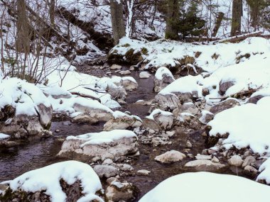Gündüz vakti etrafı karla kaplı kayalar ve çam ağaçlarıyla çevrili manzaralı orman deresi