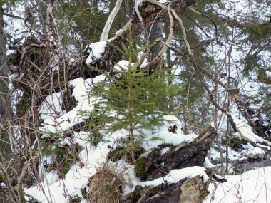 Kuru dallar ve kış ormanlarındaki kökler arasında büyüyen genç yeşil ladin ağacı.