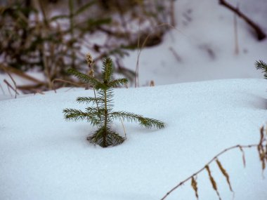 Küçük yalnız çam fidanı, kış tarlasında derin beyaz kar örtüsünden sarkıyor.