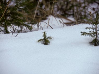 Minicik yeşil ağaç filizlerinin minimalist manzarası. Kış ormanlarında taze kar altında ortaya çıkıyor.