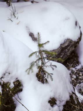 Kışın dağlarda, karla kaplı kayaların yanında büyüyen küçük çam ağacı.