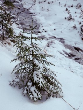 Karla kaplı köknar ağacı kışın akan dağ deresinin yanında durur.