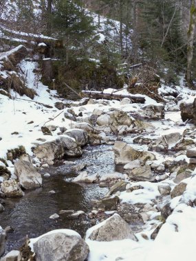 Dağ deresinin geniş açılı manzarası kışın karlı çam ormanlarında kıvrılıyor.
