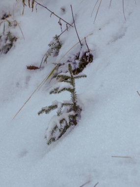 Yoğun kar altında küçük yeşil bitki dalının minimalist görüntüsü
