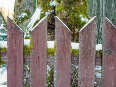 Yeşil yosun ve beyaz karla kaplı kırsal ahşap bir çitin yakınında.
