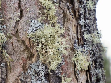 Dikey bir ağaç gövdesinde soluk yeşil liken kümelerini kapat