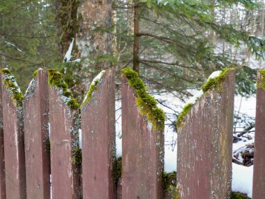 Yeşil yosun ve karla kaplı kırsal ahşap çitleri kapatın.