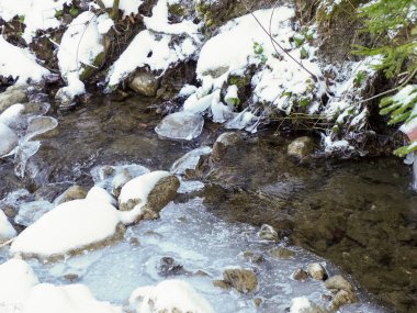 Çam dalları ile buzlu dağ suyu yakın çekim