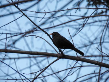 Mavi kış göğüne karşı çıplak bir ağaç dalına tünemiş siyah bir kuşun silueti.