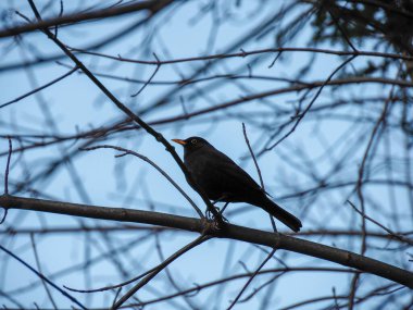 Kışın açık mavi gökyüzünün altında ince bir dalda oturan siyah kuş Zakopane