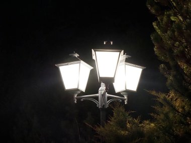 Klasik üç lamba sokak lambası gece ormanlarına karşı aydınlatılmış.