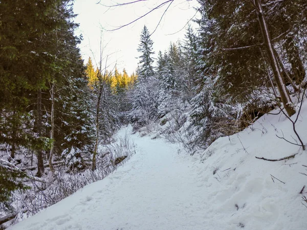 Yoğun bir çam ormanının içinden geçen boş kar yürüyüşü patikası.