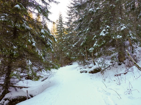 Uzun, yeşil ağaçlarla çevrili karlı bir ormanın geniş manzarası.