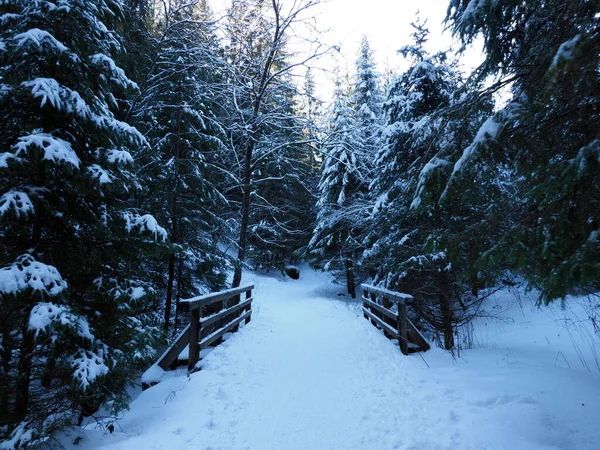 Karlı bir köprünün ahşap korkuluğu karanlık bir çam ormanına açılıyor.
