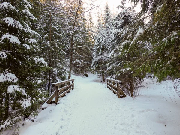 Kış ormanındaki bir dağ deresinin üzerinde karla kaplı küçük ahşap köprü.