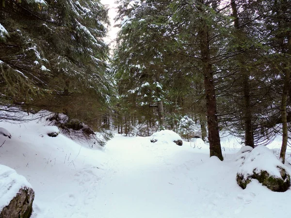 Yoğun çam ormanlarıyla çevrili karlı bir dağ yolunun geniş açılı görüntüsü