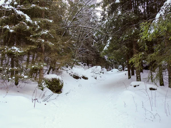 Karlı orman patikaları, yüksek yeşil ağaçlar ve büyük kayalar arasında dönüyor.