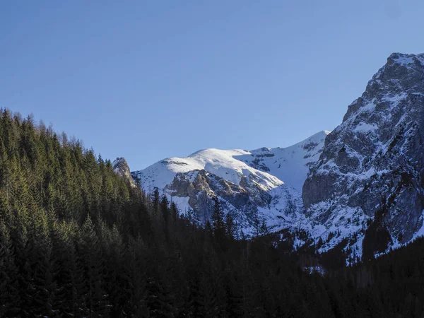 Koyu yeşil çam tepeleriyle görkemli karlı dağlar arasında dar bir vadinin manzarası..