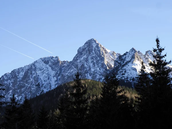 Keskin karlı dağ zirveleri, kış öğleden sonra güneşinde karanlık bir kozalaklı ormanın üzerinde yükseliyor..
