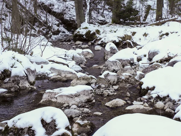 Kayalık bir nehir yatağında akan soğuk su vahşi ormandaki derin beyaz karla kaplı.