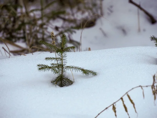 Küçük yalnız çam fidanı, kış tarlasında derin beyaz kar örtüsünden sarkıyor.