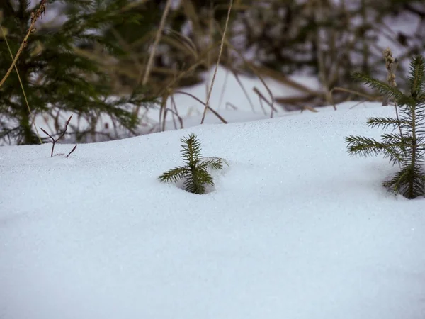 Minicik yeşil ağaç filizlerinin minimalist manzarası. Kış ormanlarında taze kar altında ortaya çıkıyor.