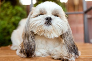 Neşeli beyaz köpek Shih Tzu bahçede ahşap bir zeminde yatıyor. Yüksek kalite fotoğraf