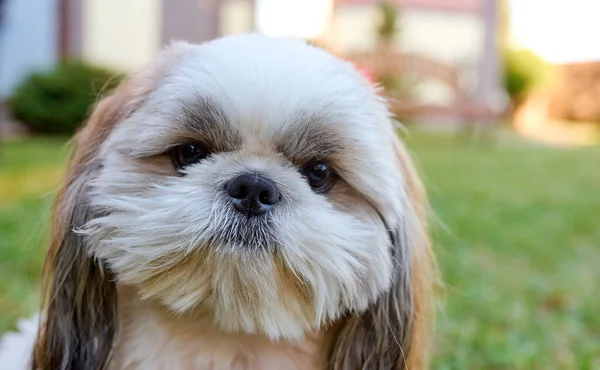 Dog Shih Tzu Olha Atentamente Para Câmera Jardim Verde Foto — Fotografia de Stock