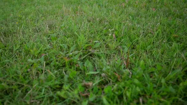 子供たちの足は緑の草の上を優しく通り — ストック動画