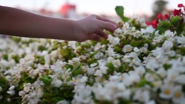 Gyerekek kézzel szedi virág virágágyások a városban — Stock videók