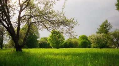 Yeşil yaz bahçesindeki sakura ağacında çiçek açan güzel çiçekler, yavaş çekim görüntüleri.