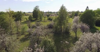 Çiçek açan sakura ağaçlarıyla yeşil bahçenin drone görüntüsü