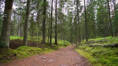 Bakış açısı. Ormanda yürürken, Steadicam vuruldu. Yavaş çekim görüntüleri.