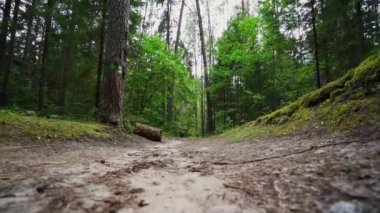 Bakış açısı. Ormanda yürürken, Steadicam vuruldu. Yavaş çekim görüntüleri.