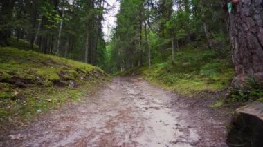 Bakış açısı. Ormanda yürürken, Steadicam vuruldu. Yavaş çekim görüntüleri.
