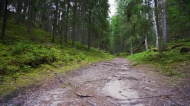 Bakış açısı. Ormanda yürürken, Steadicam vuruldu. Yavaş çekim görüntüleri.